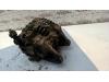 Gebruikte Alternator Mazda 323F O124235