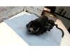 Gebruikte Startmotor Audi A4 O127804