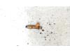 Gebruikte Injector (benzine injectie) Suzuki Swift O121760