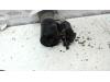 Gebruikte Startmotor Volkswagen Lupo O128034