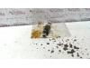 Gebruikte Nokkenas Verstelling Nissan Micra O119830