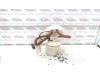 Gebruikte Tank element Pomp Ford Focus O120423