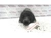 Gebruikte Dynamo Saab 900 O124534