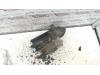 Gebruikte Startmotor MG TF O128318