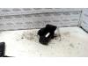 Gebruikte Startmotor Citroen Berlingo O128409