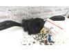 Gebruikte Combischakelaar Stuurkolom Seat Ibiza O103079