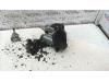Gebruikte Schakelaar achterklep Seat Ibiza O90605