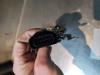 Gebruikte Portierslot Mechaniek 2Deurs links Suzuki Ignis O134175
