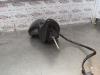 Gebruikte Buitenspiegel links Peugeot 407 O153027