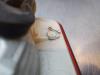 Gebruikte Achterlicht links Audi A4 O158452