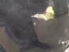 Gebruikte Motorkap Hyundai I20 O163649