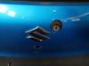 Gebruikte Achterklep Suzuki Alto O164846
