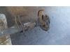 Gebruikte Achteras achterwielaandrijving Mercedes Sprinter O172380