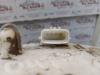Gebruikte Brandstofpomp Elektrisch Dacia Lodgy O177570
