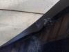 Gebruikte Voorscherm links Honda Civic O178992