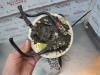 Gebruikte Tank element Pomp Ford Focus O182148