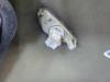 Gebruikte Scherm links-voor Kia Picanto O184661
