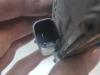 Gebruikte Schakelaar achterklep Ford Mondeo O186258