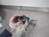 Gebruikte Ruitenwismotor+Mechaniek Toyota IQ O202182