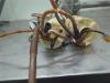 Gebruikte Tank element Pomp Porsche Cayenne O205612
