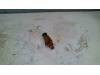 Gebruikte Injector (benzine injectie) Mitsubishi Carisma O121697