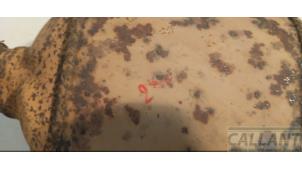 Gebruikte Katalysator Landrover Range Rover III (LM) 3.6 TDV8 32V Prijs € 605,00 Inclusief btw aangeboden door Garage Callant