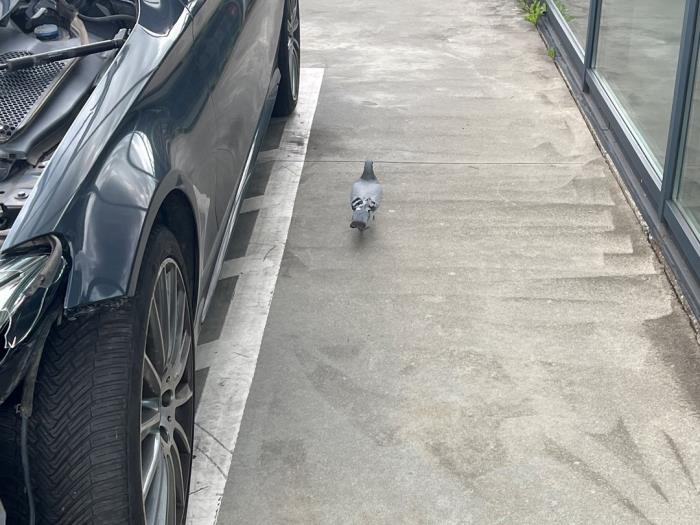 Mercedes C-Klasse V947